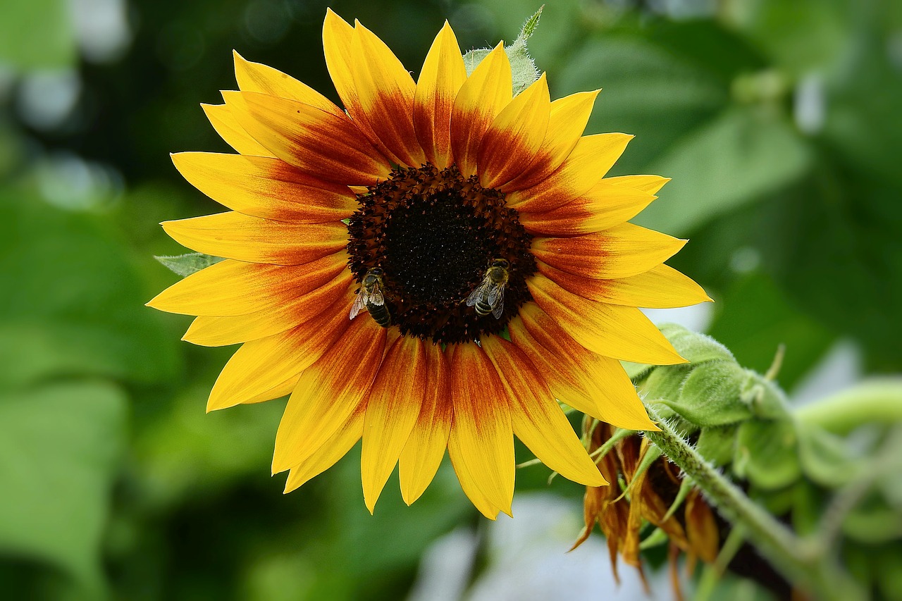 sunflower  bees  nature free photo