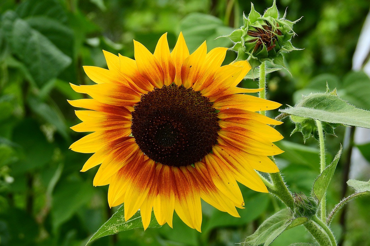 Sunflowers 2. Sunflower. Семечка на природе.