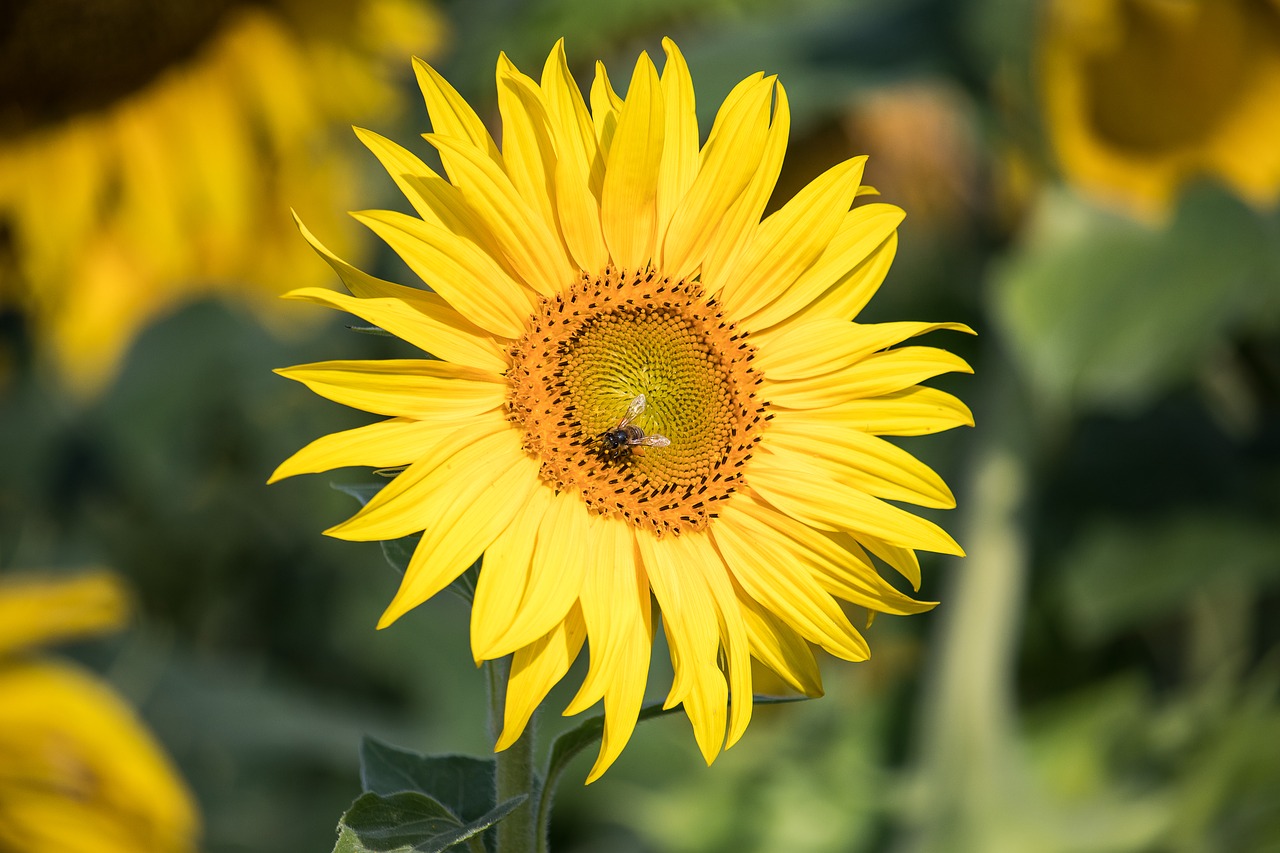 sunflower  plant  summer free photo