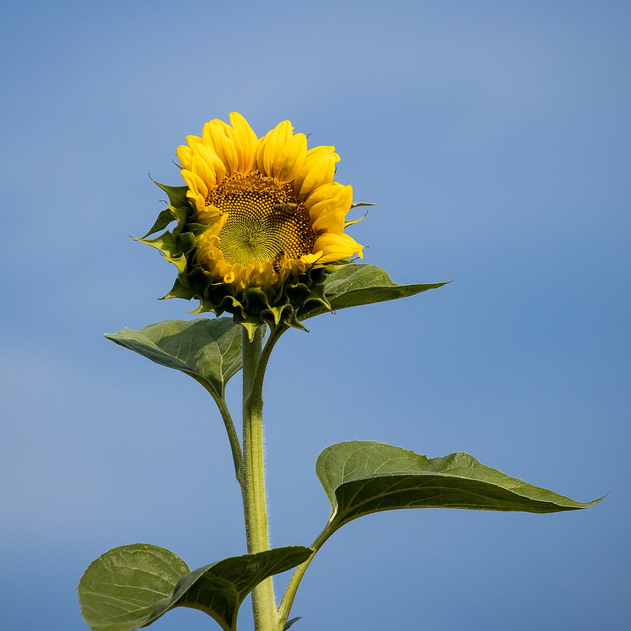 sunflower  plant  blossom free photo