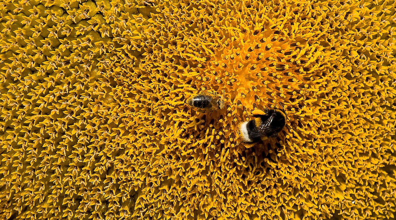 sunflower  plant  blossom free photo