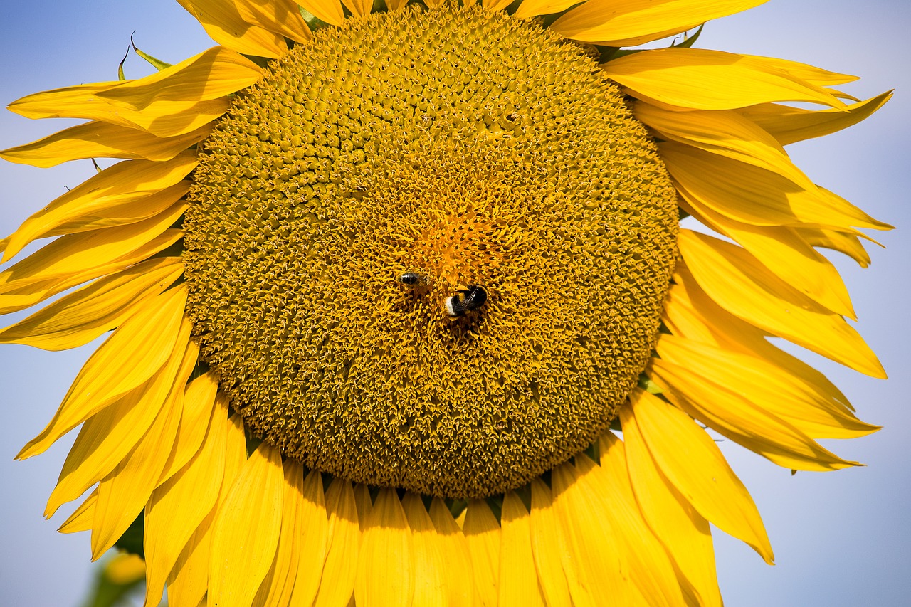 sunflower  plant  blossom free photo