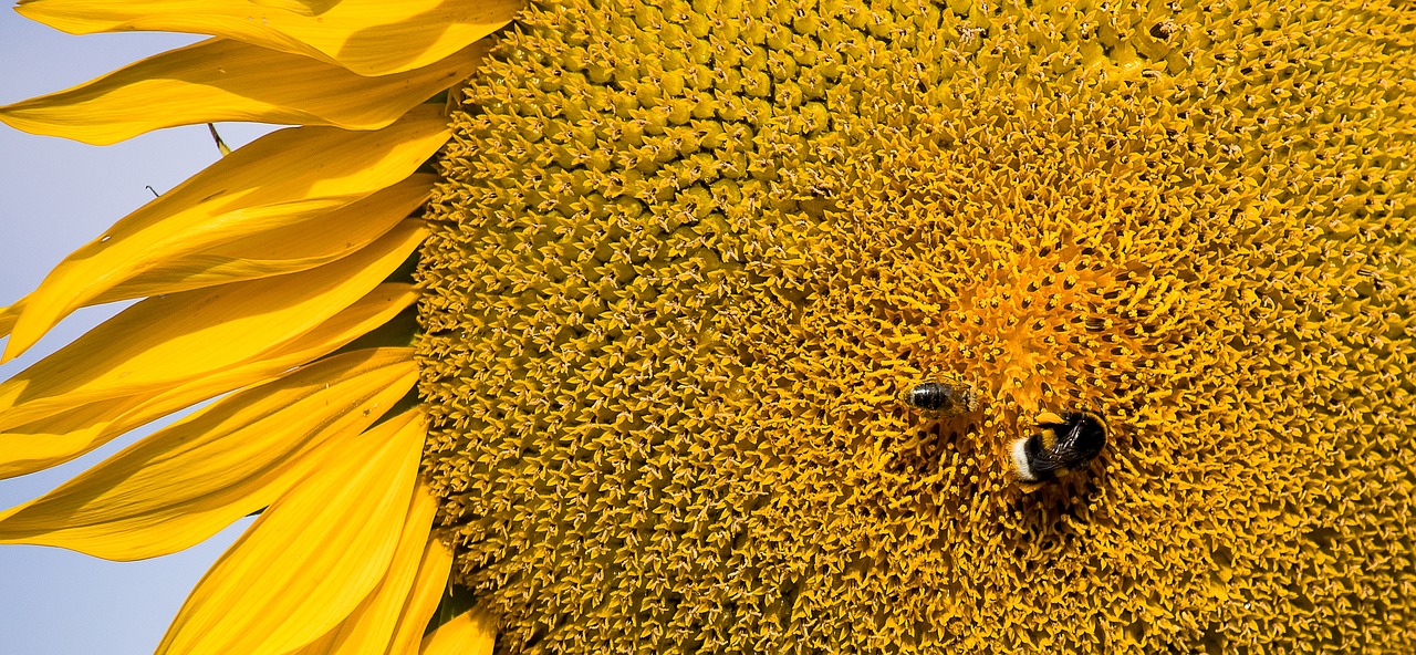 sunflower  plant  blossom free photo