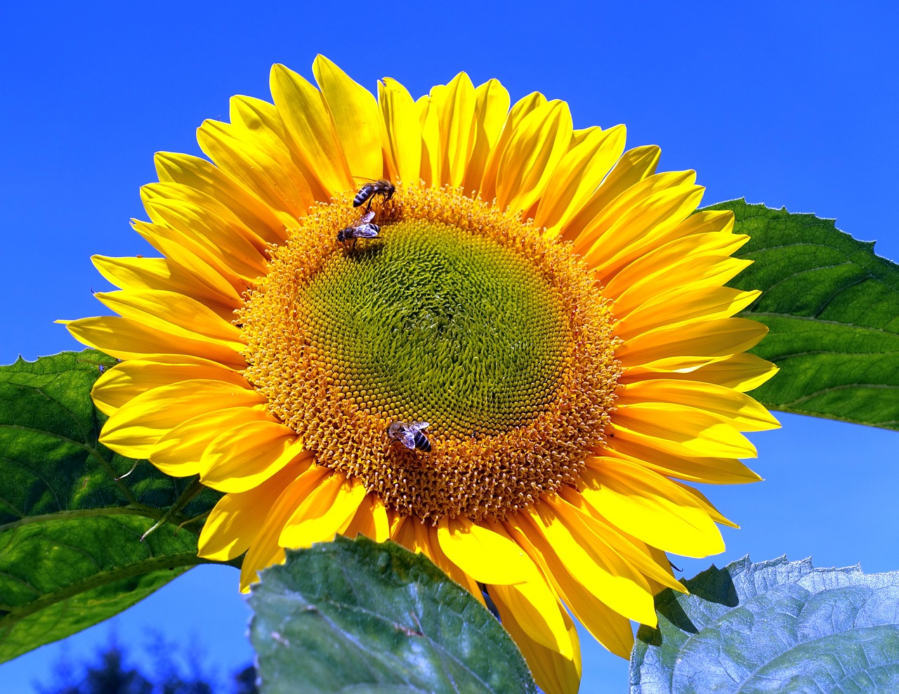 sunflower  bumblebees  flower free photo