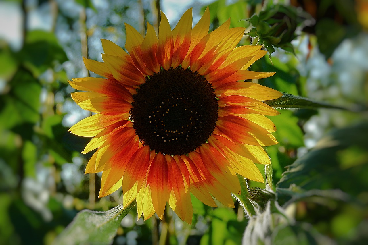 sunflower  flower  beautiful free photo