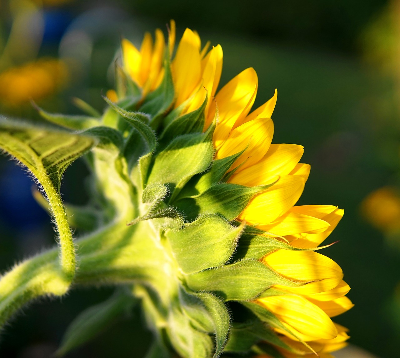 sunflower  yellow  summer free photo