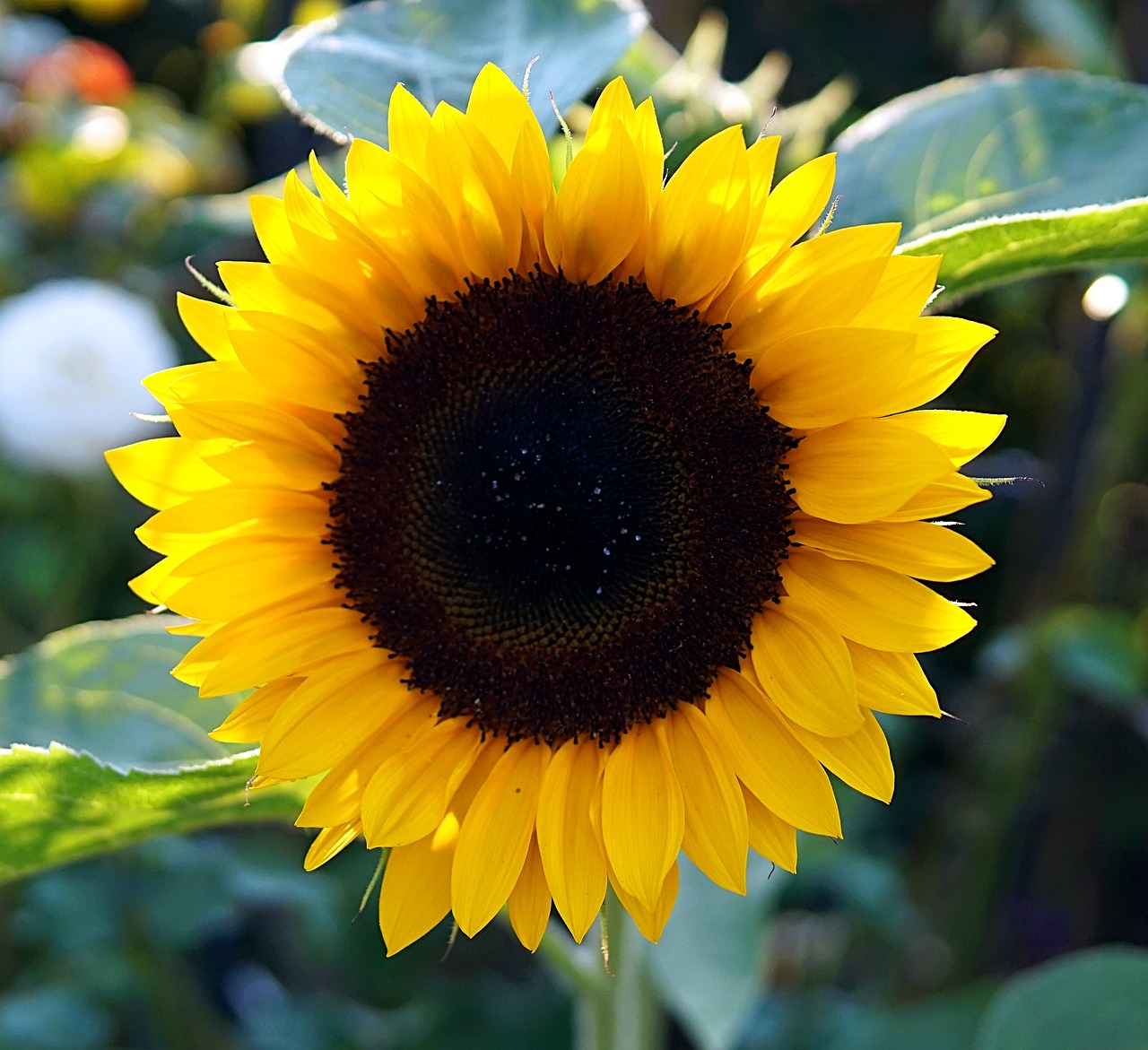 sunflower  yellow  blossom free photo