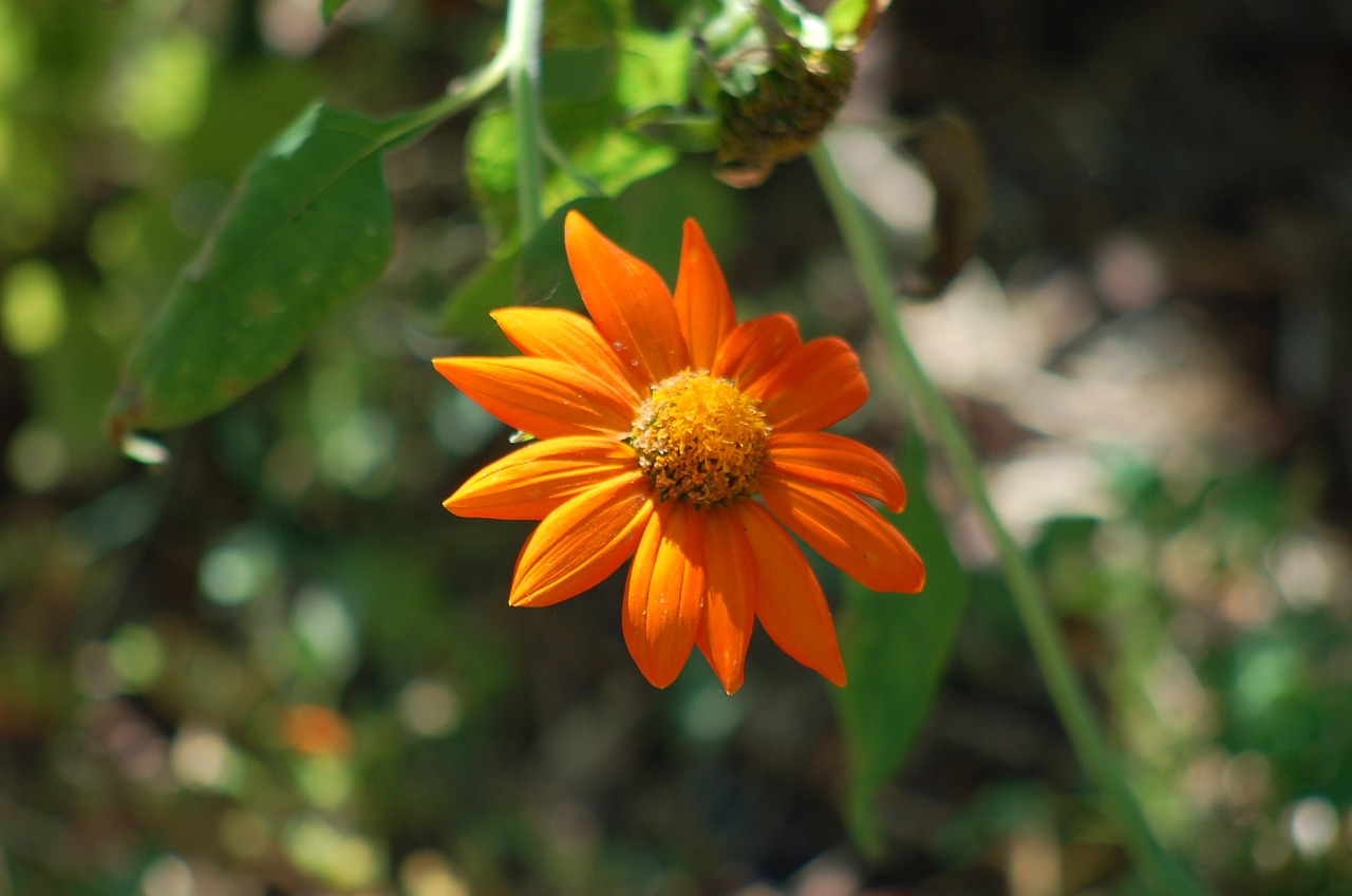 sunflower  sunflower mexican  flower free photo