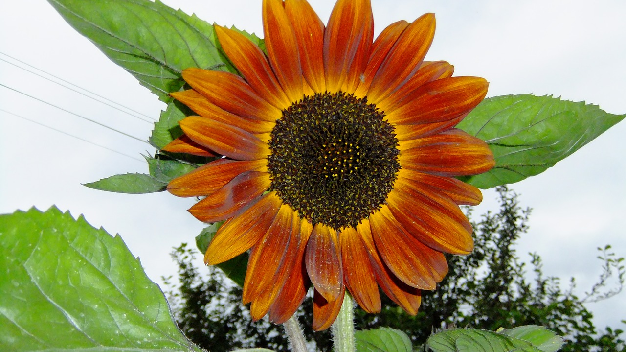 sunflower  sky  summer free photo