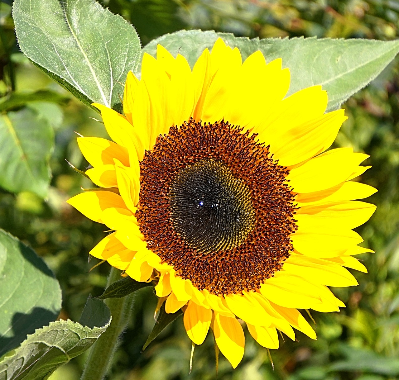 sunflower  blossom  bloom free photo