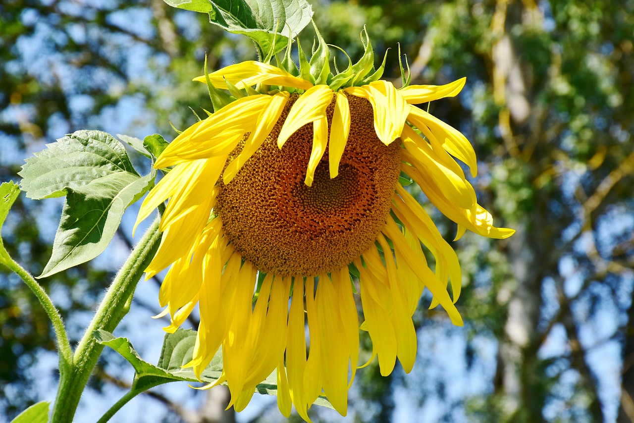 sunflower  faded  nature free photo