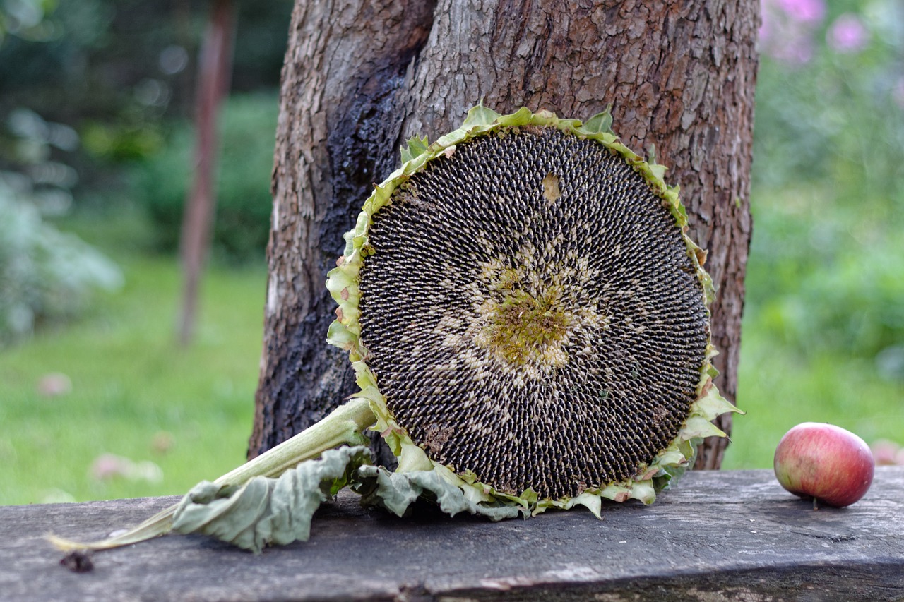 sunflower  autumn  collections free photo