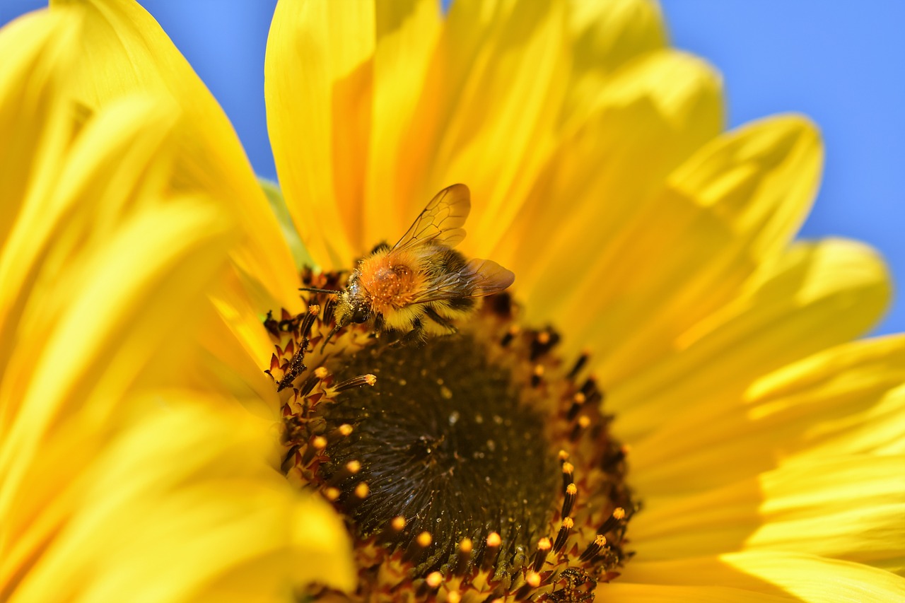 sunflower  hummel  insect free photo