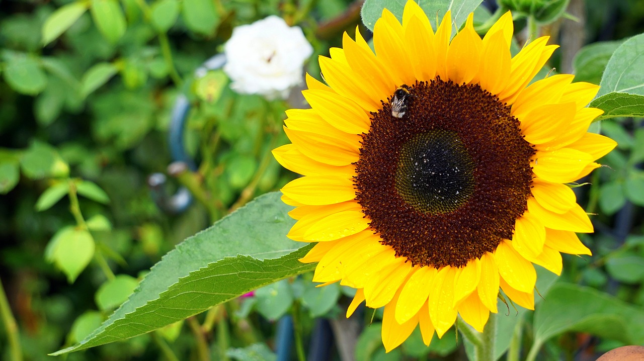 sunflower  blossom  bloom free photo