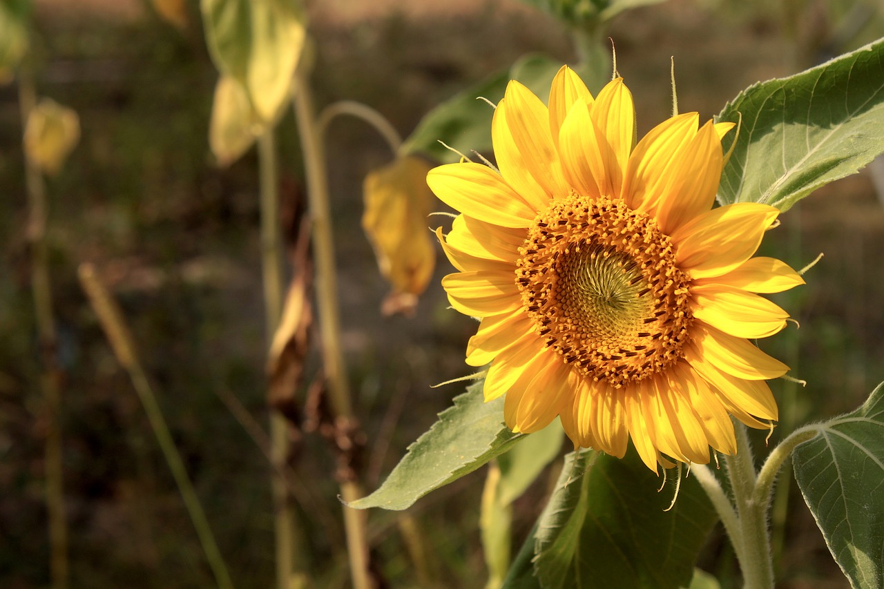 sunflower  yellow  flower free photo