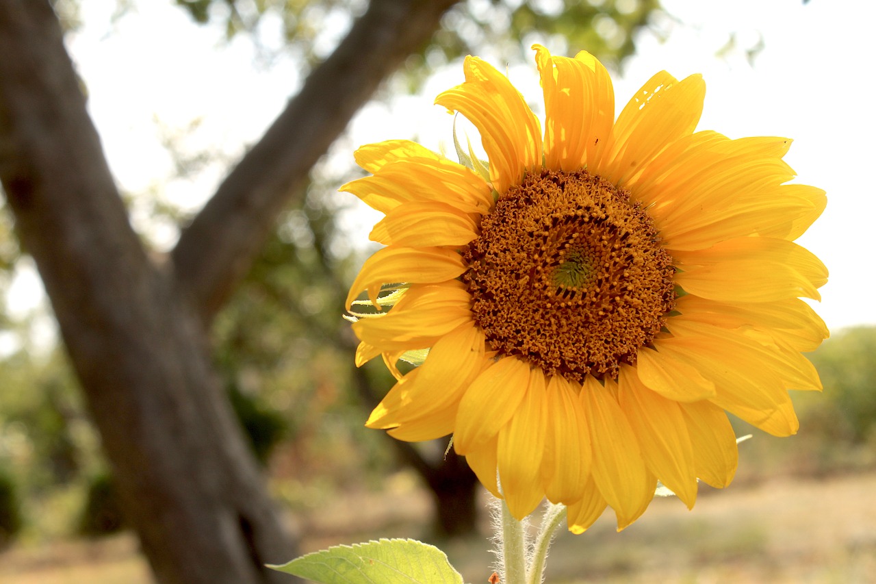 sunflower  flower  yellow free photo