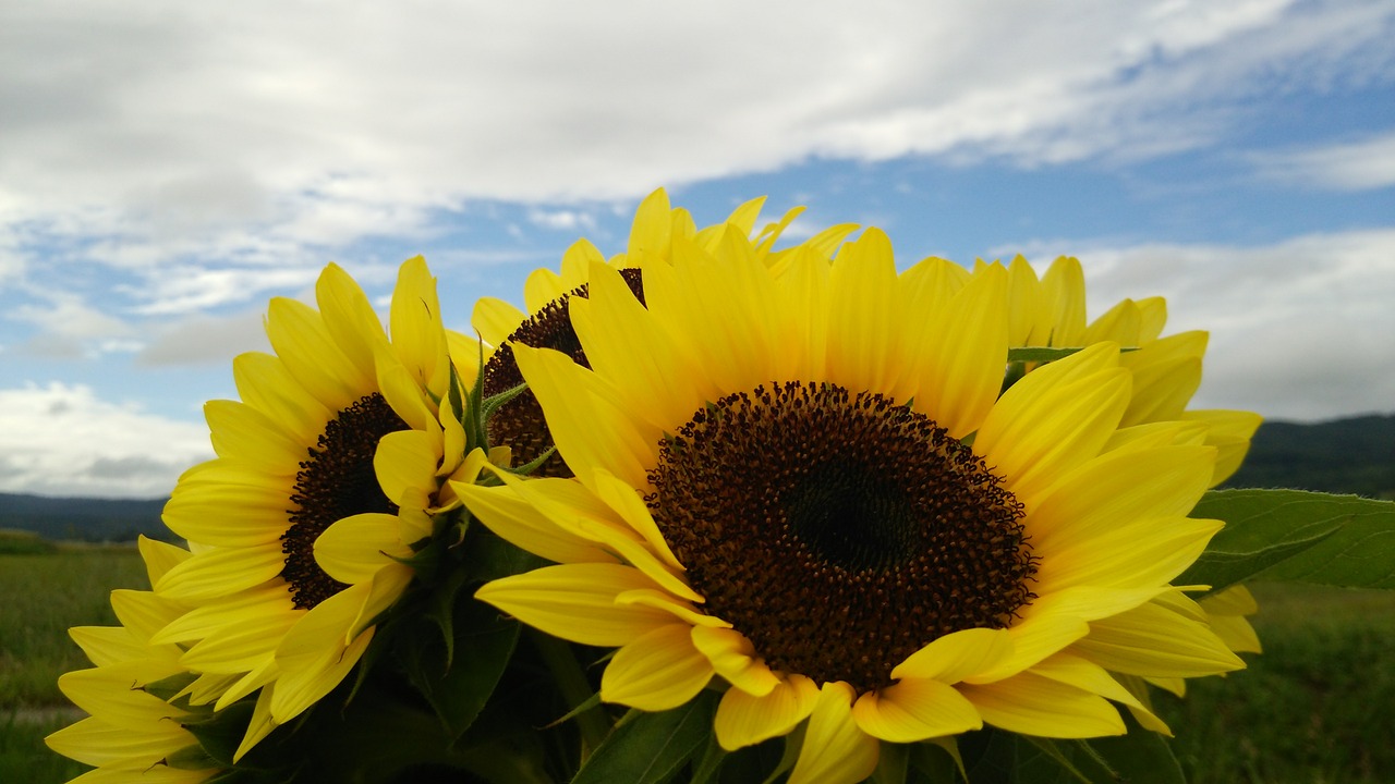 sunflower  flowers  yellow free photo