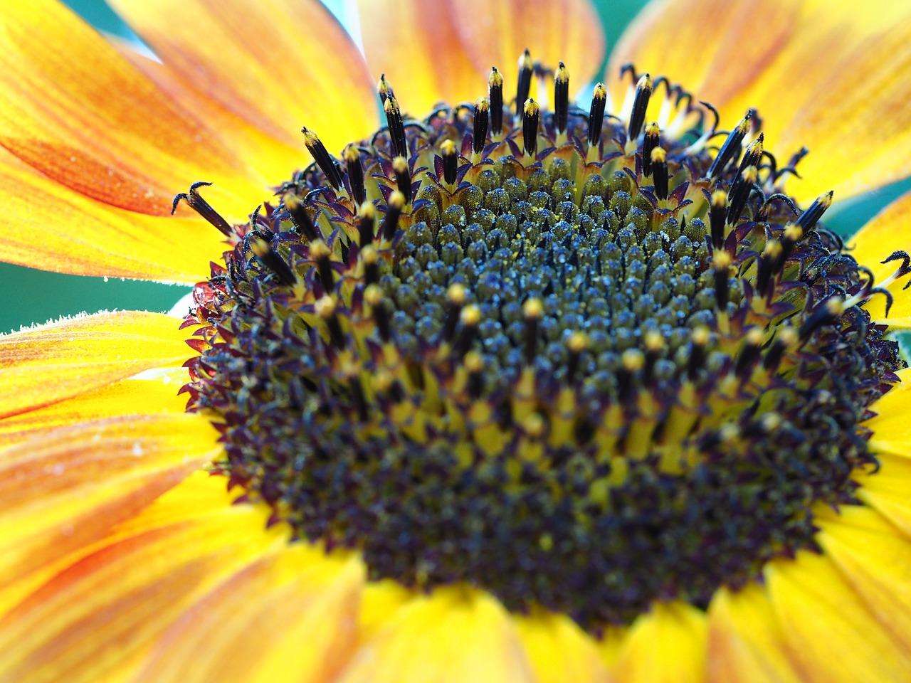 sunflower  yellow  nature free photo