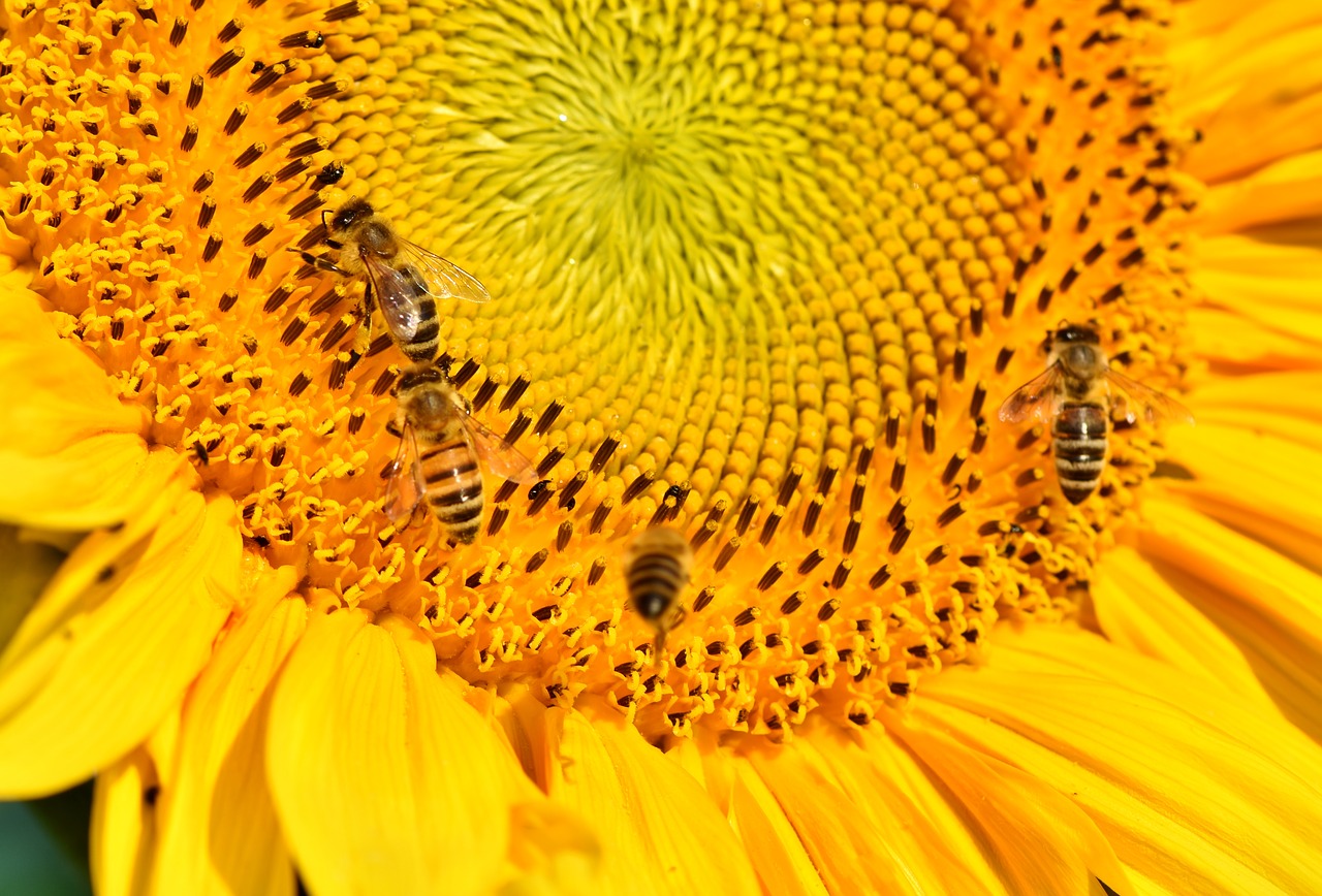 sunflower  bee  insect free photo