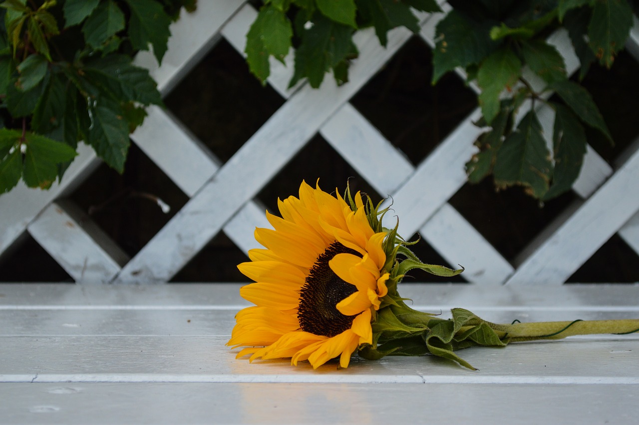 sunflower  flower  garden free photo