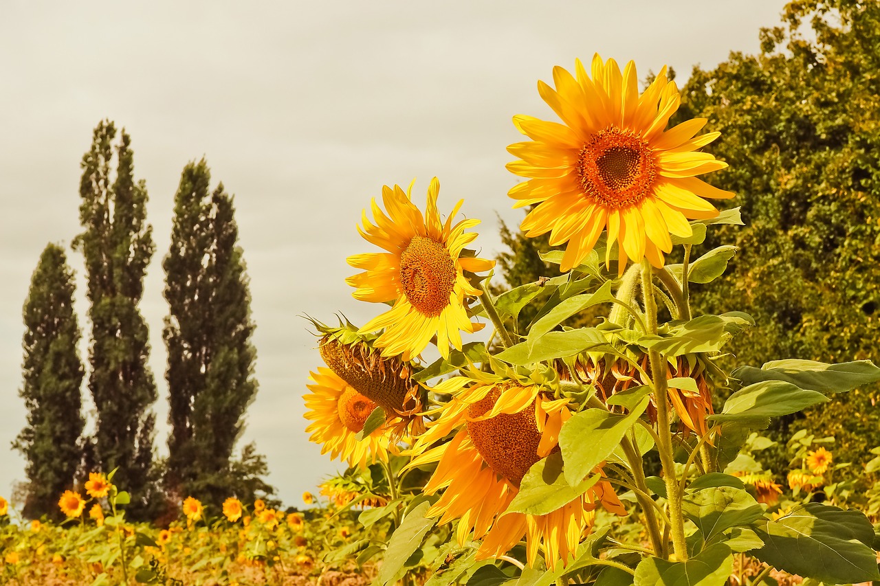 sunflower  flowers  yellow free photo