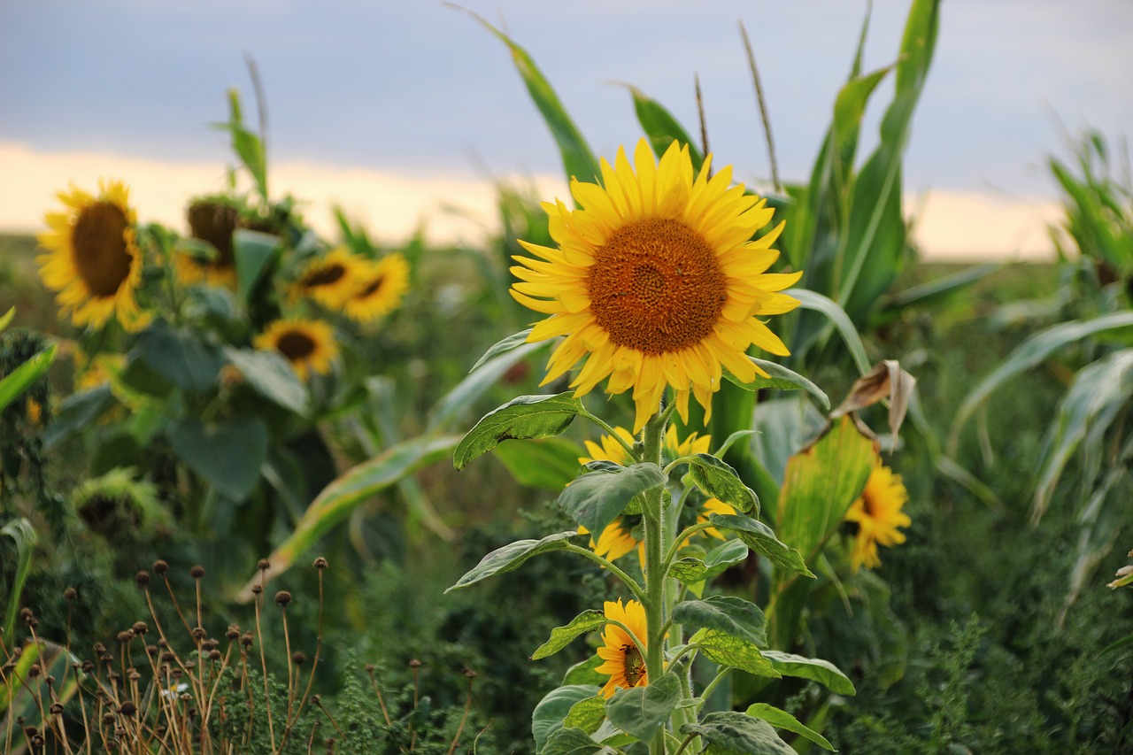 sunflower  cornfield  nature free photo