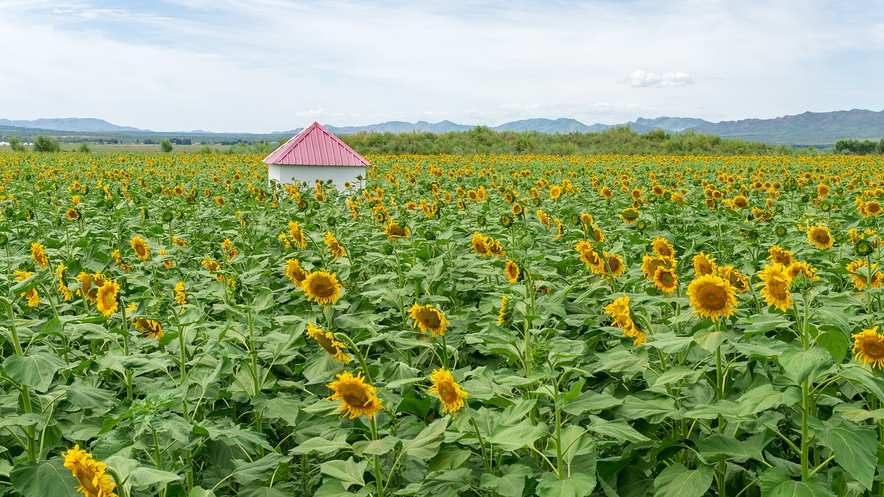 sunflower  house  scenery free photo