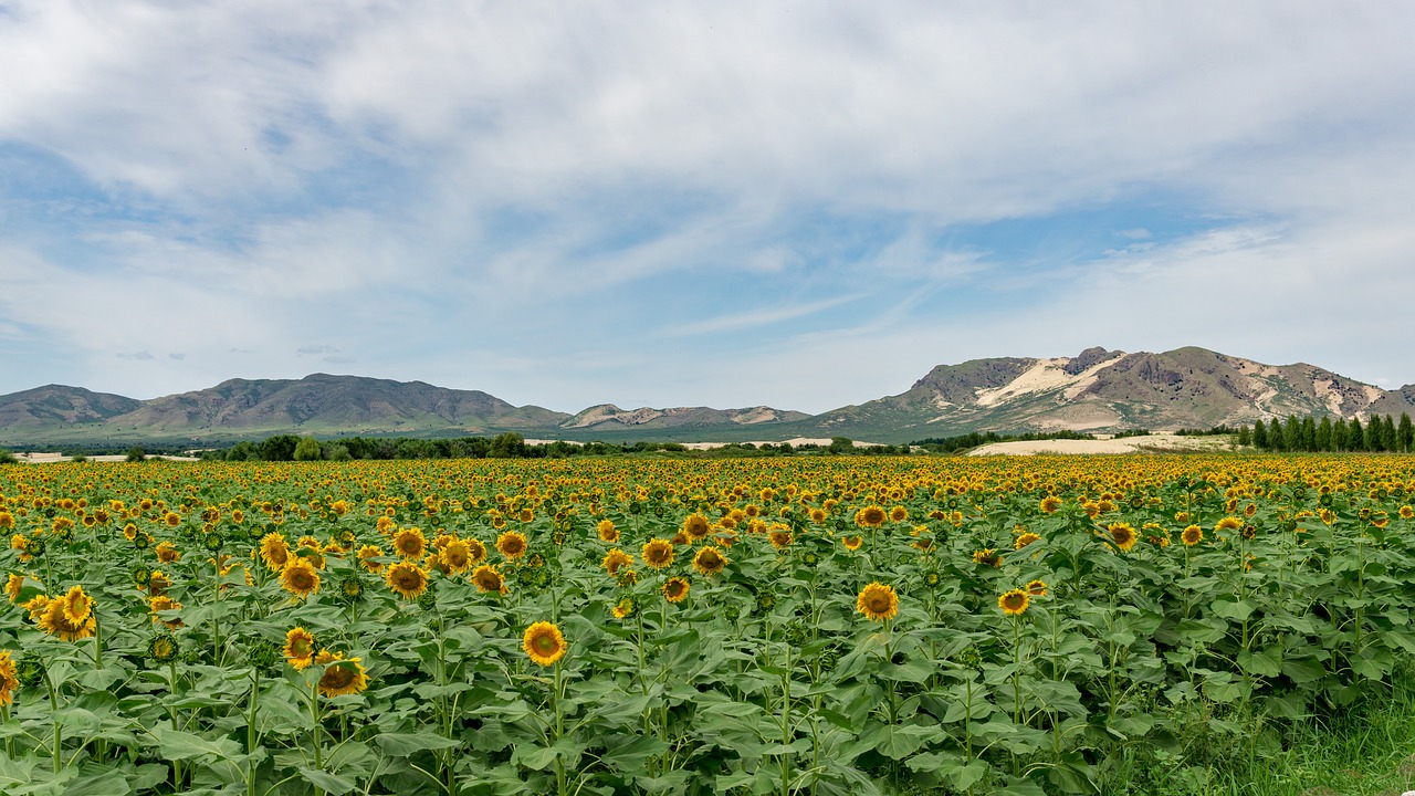 sunflower  house  scenery free photo