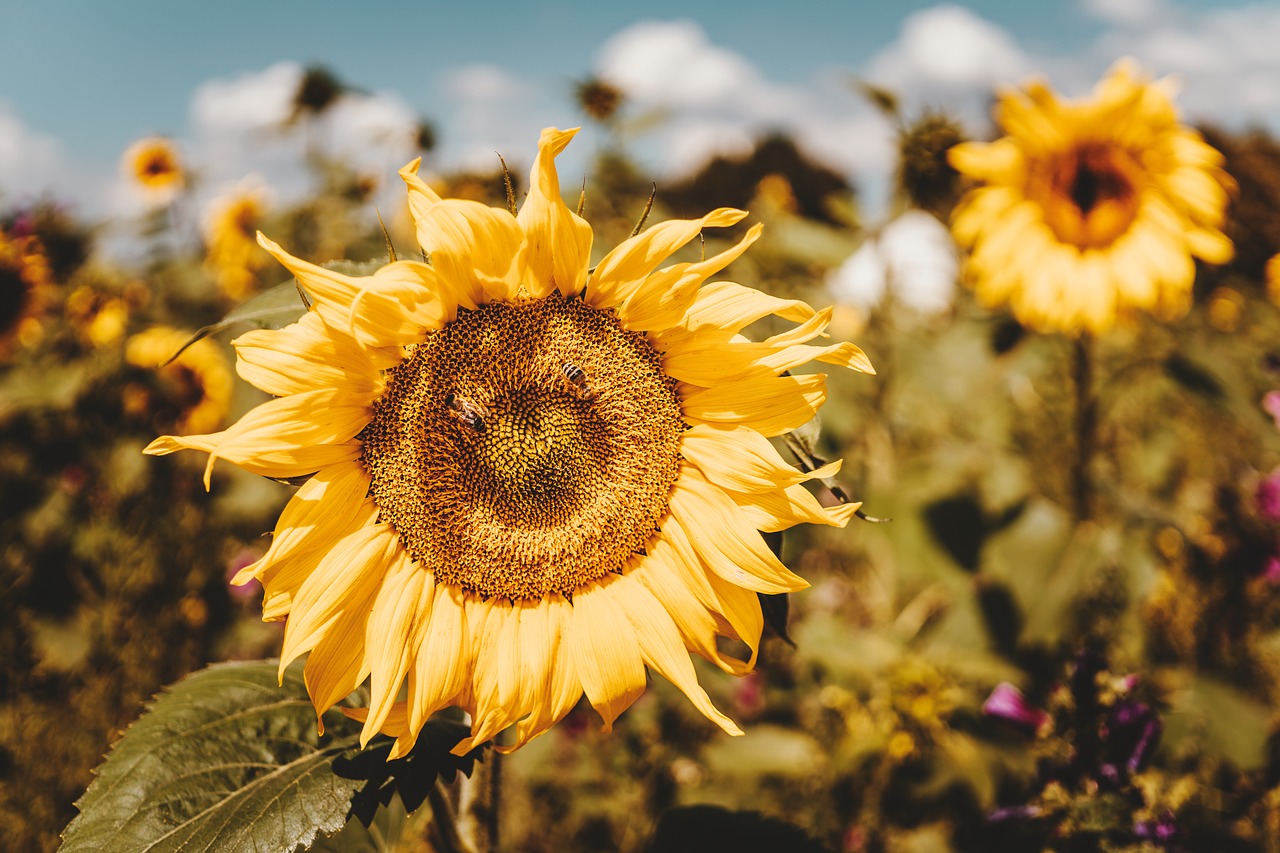 sunflower  summer  yellow free photo