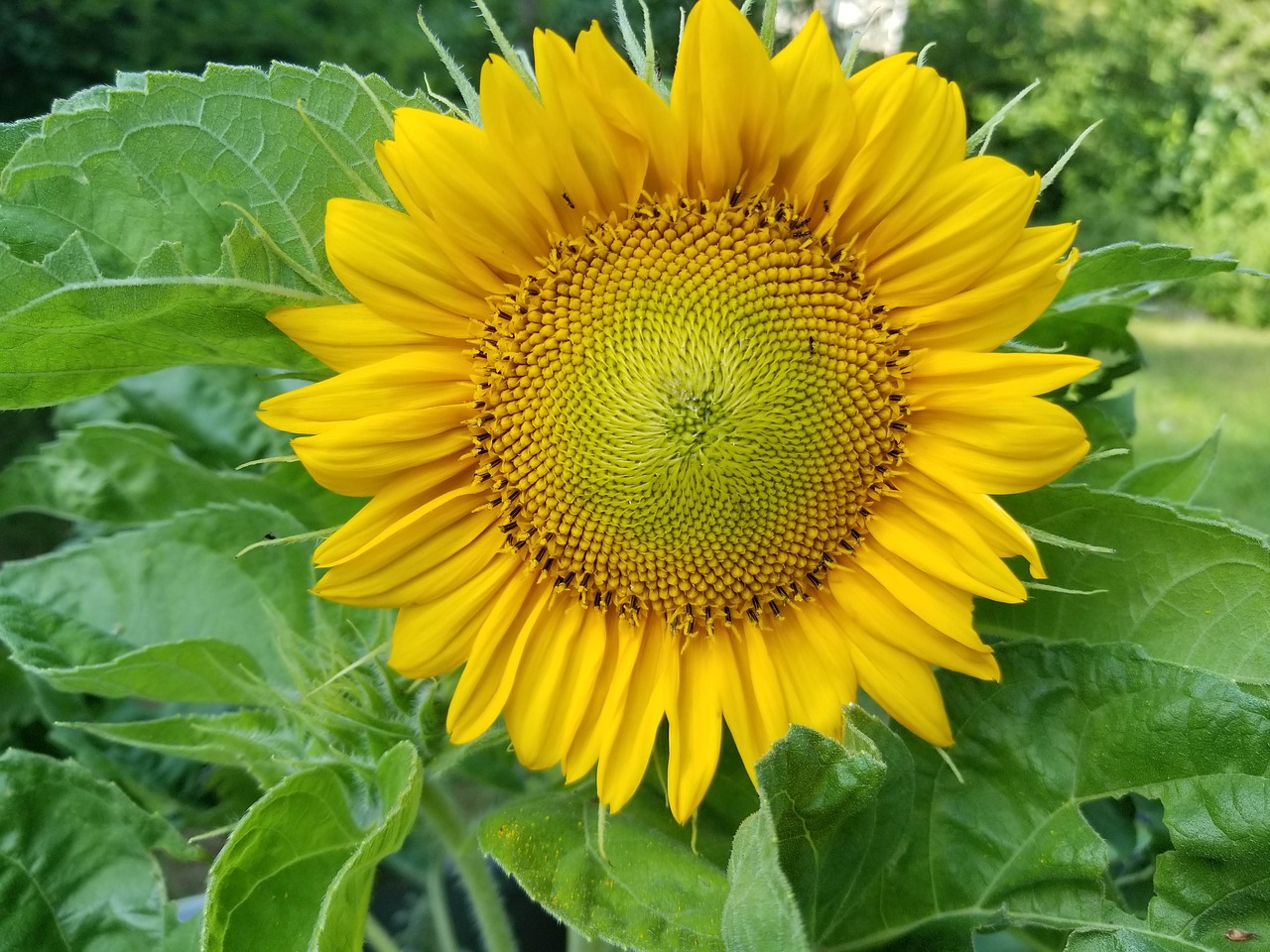 sunflower  flower  yellow free photo