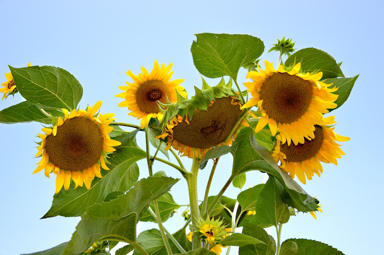 sunflower  sun roses  flowers free photo