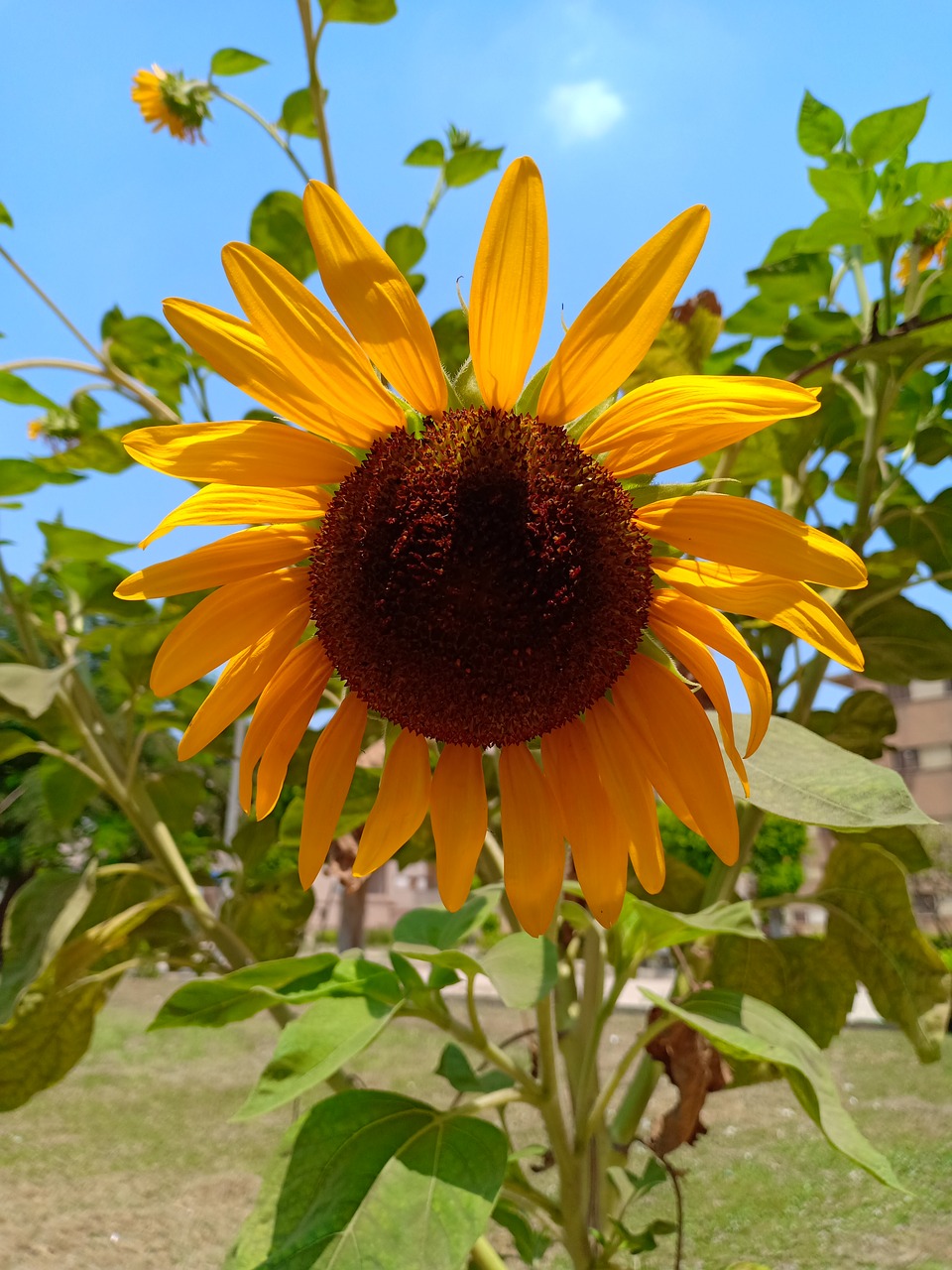 sunflower  nature  sky free photo