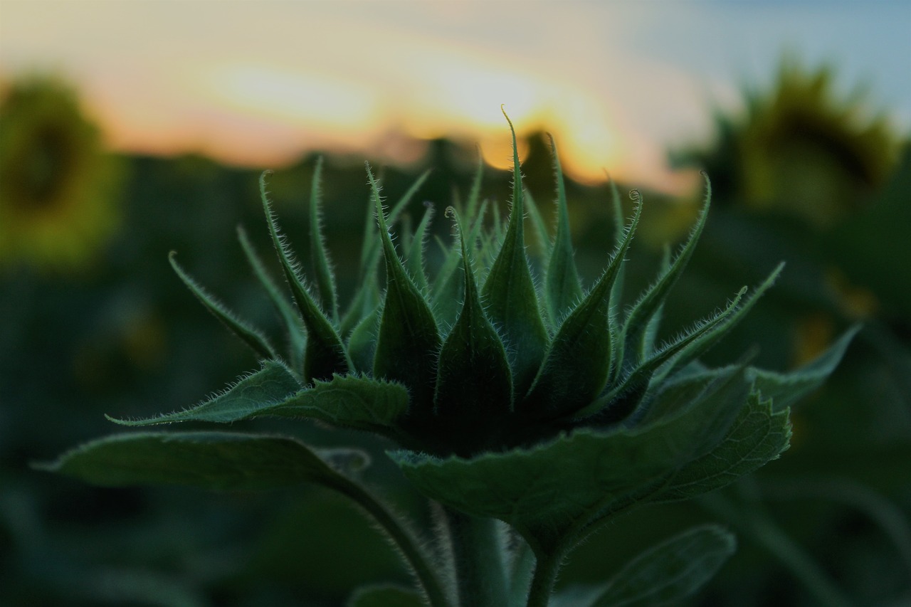 sunflower  flora  yellow free photo