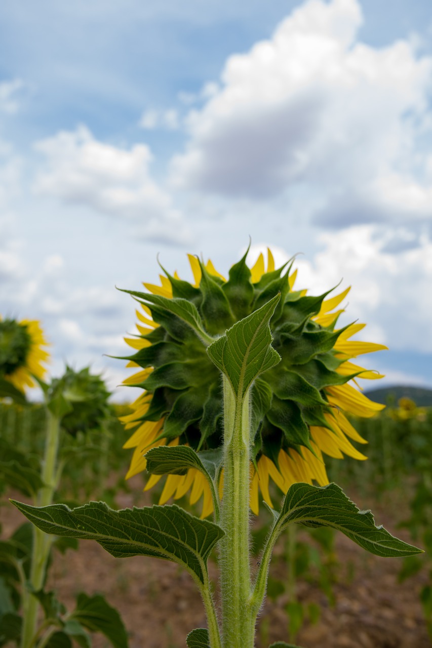 sunflower  burgos  sunset free photo