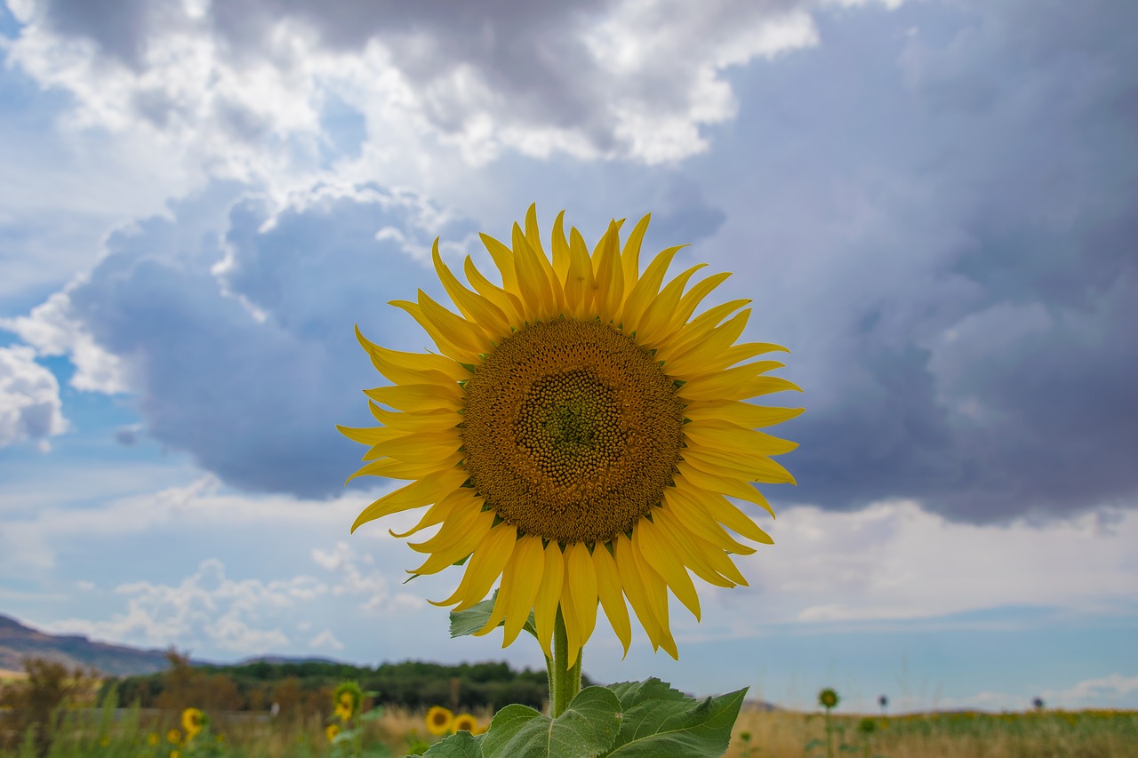 sunflower  burgos  field free photo