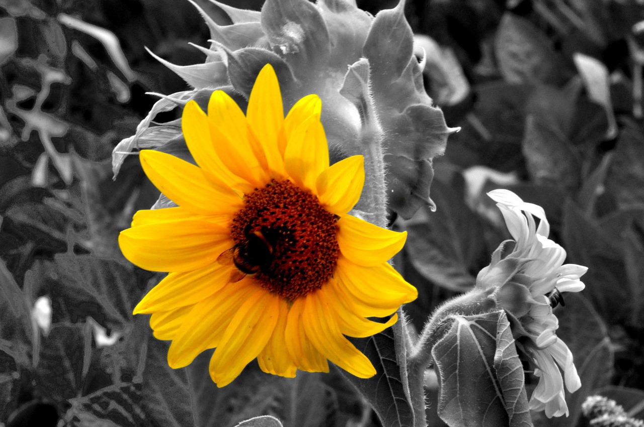 sunflower  nature  summer free photo