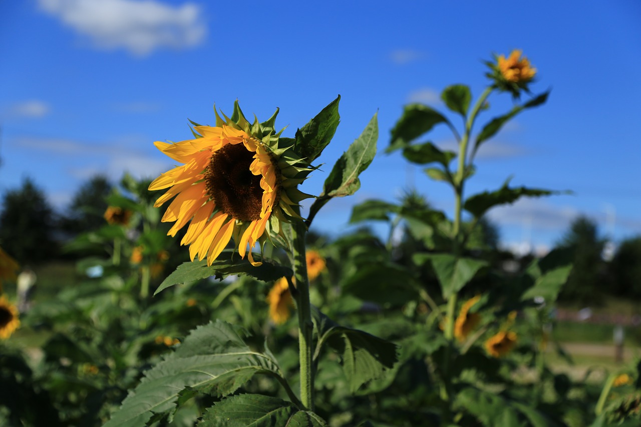 sunflower  flowers  nature free photo