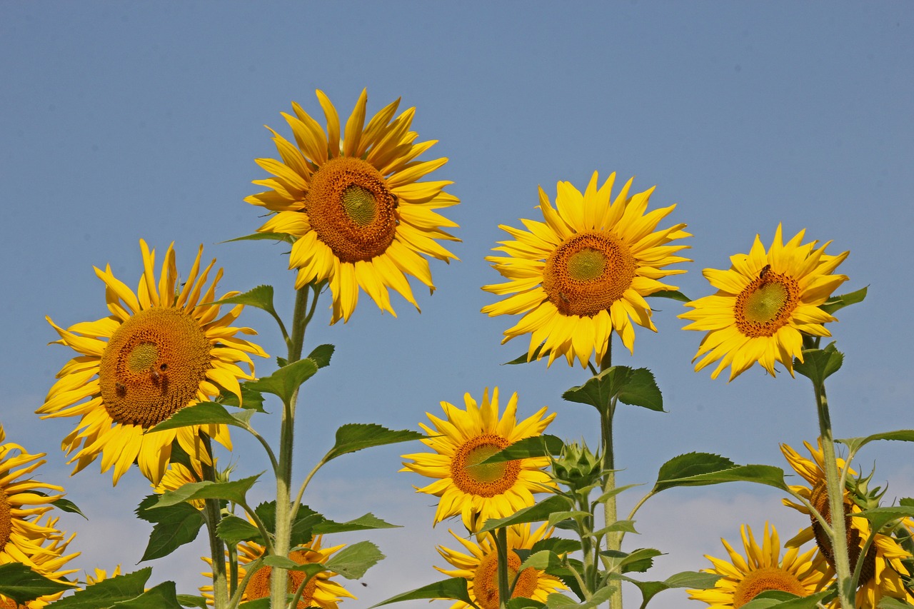 sunflower  nature  yellow free photo