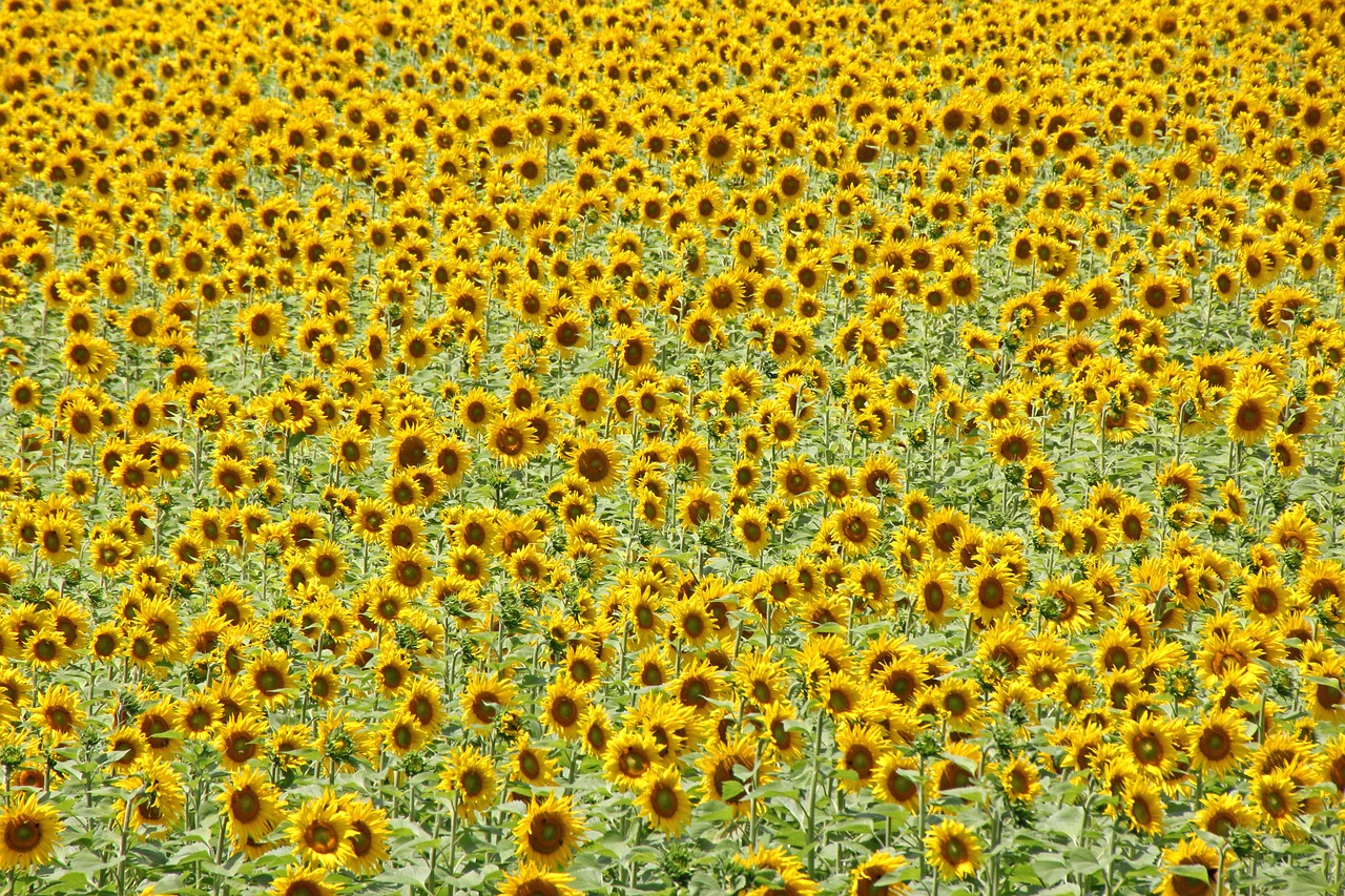 sunflower  nature  sunflower field free photo