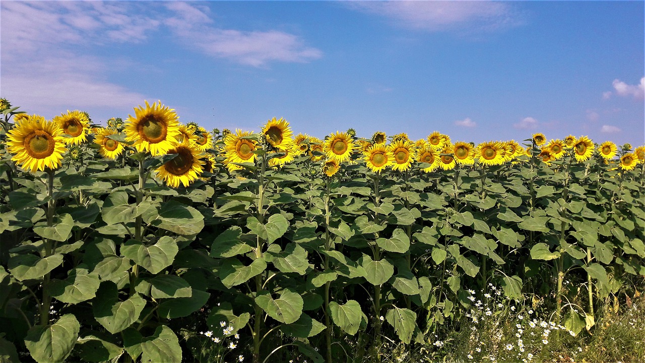 sunflower  field  sky free photo