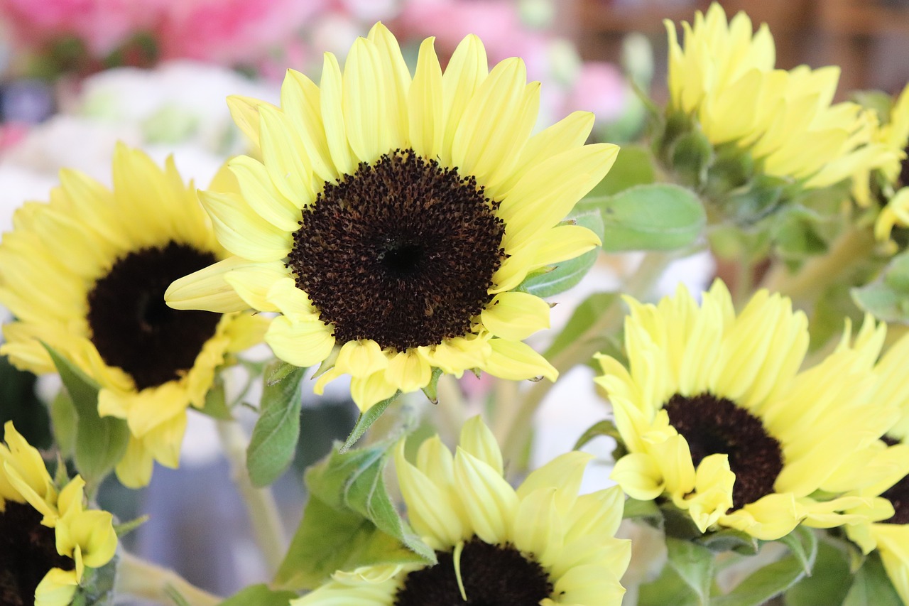 sunflower  flowers  yellow free photo