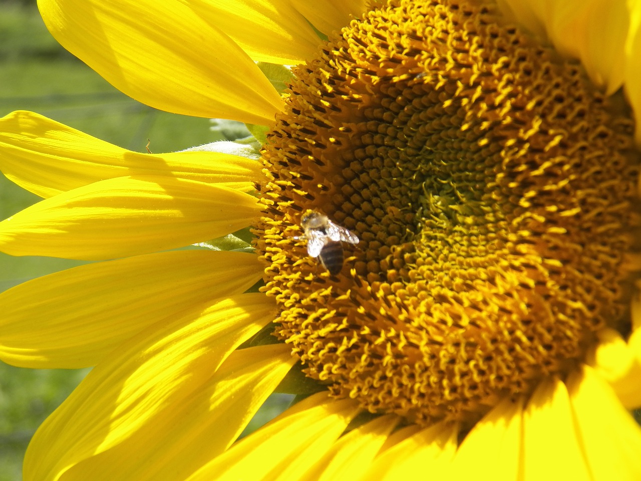 sunflower  bees  yellow free photo