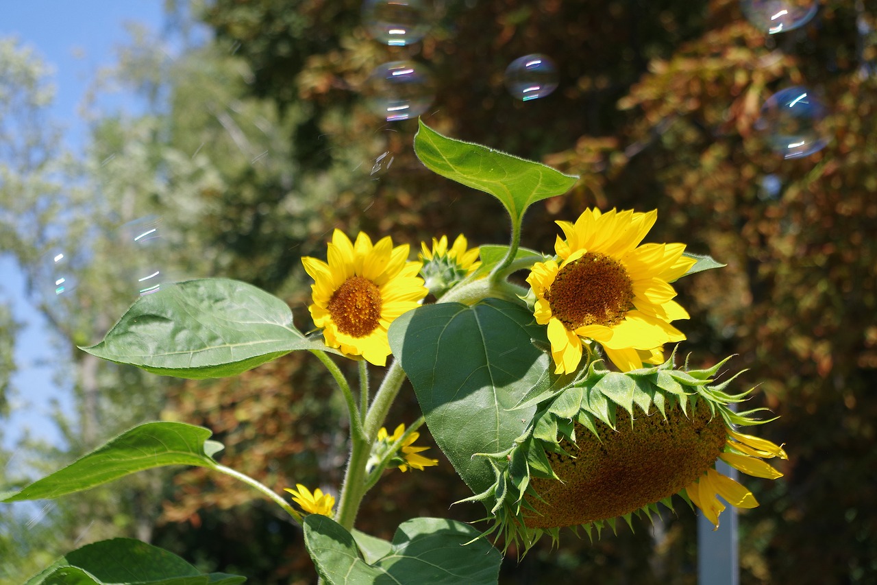 sunflower  soap bubbles  summer free photo