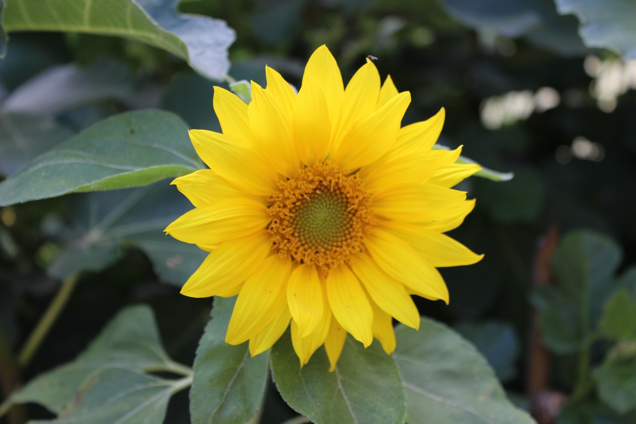 sunflower  blossom  bloom free photo