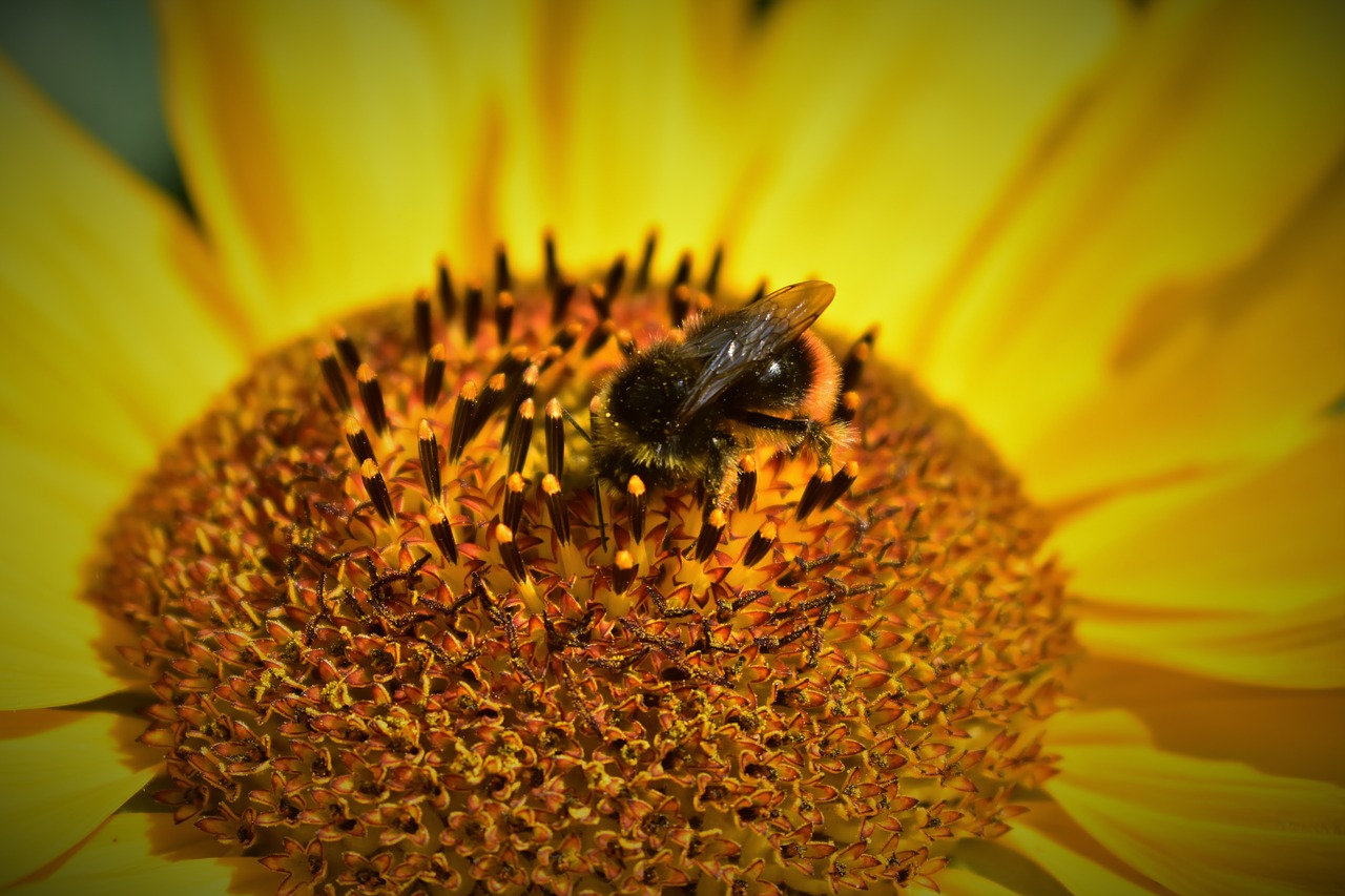 sunflower  bee  dusting free photo