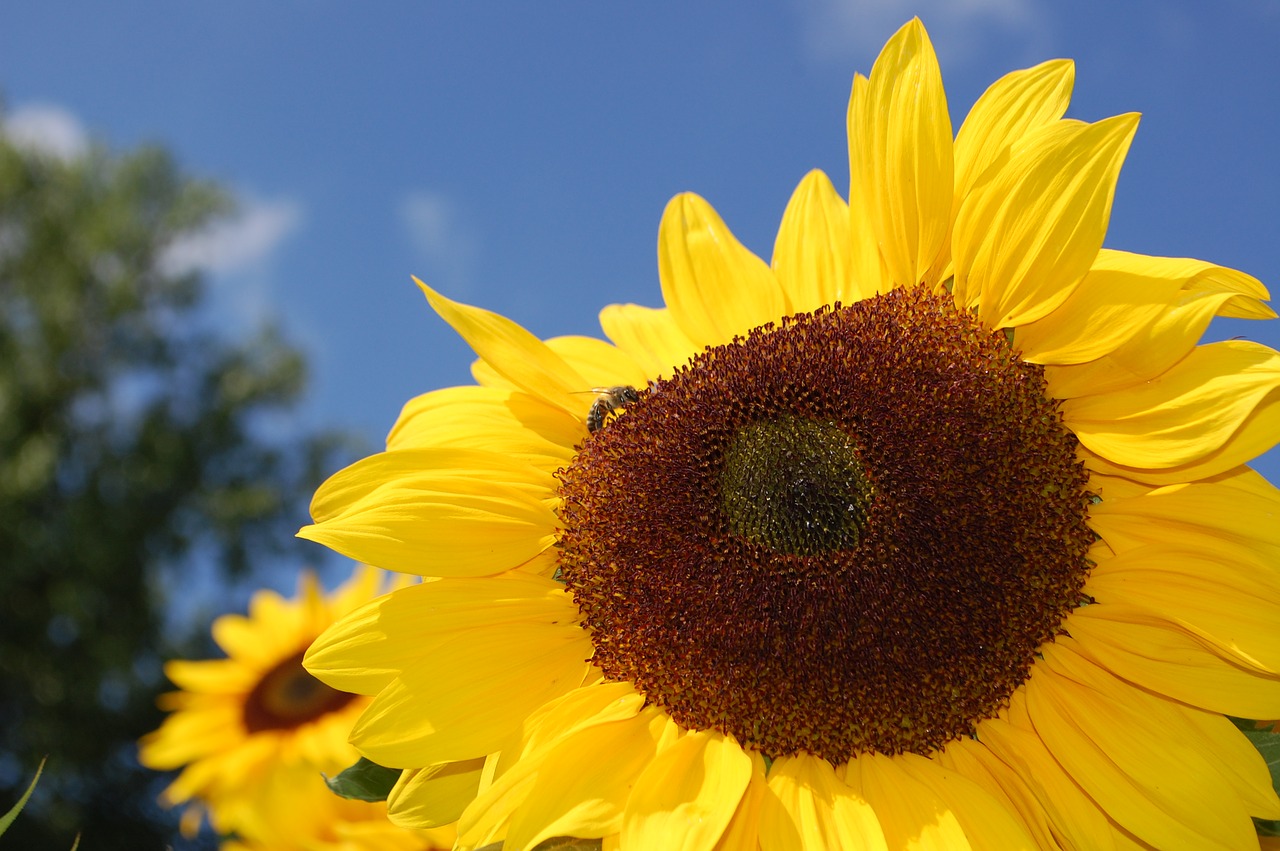 sunflower  bee  flower free photo