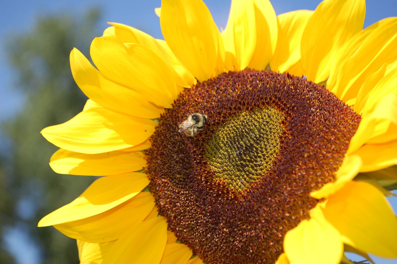 sunflower  bee  yellow free photo