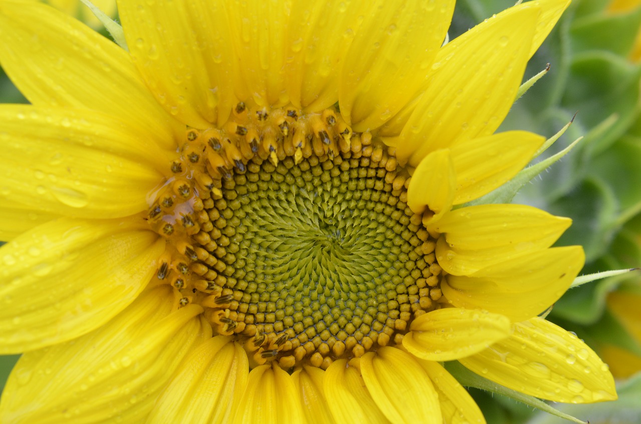 sunflower  golden ratio  law free photo