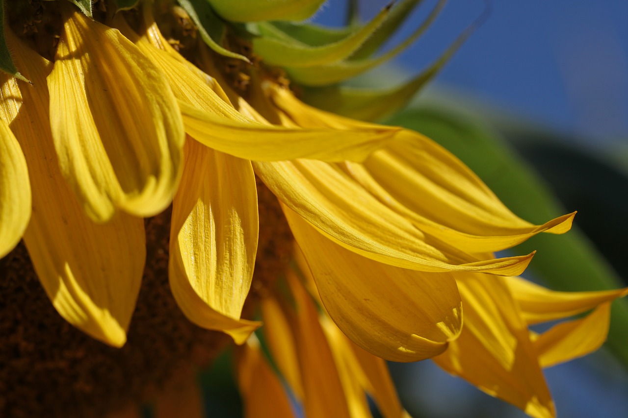 sunflower  summer  yellow free photo