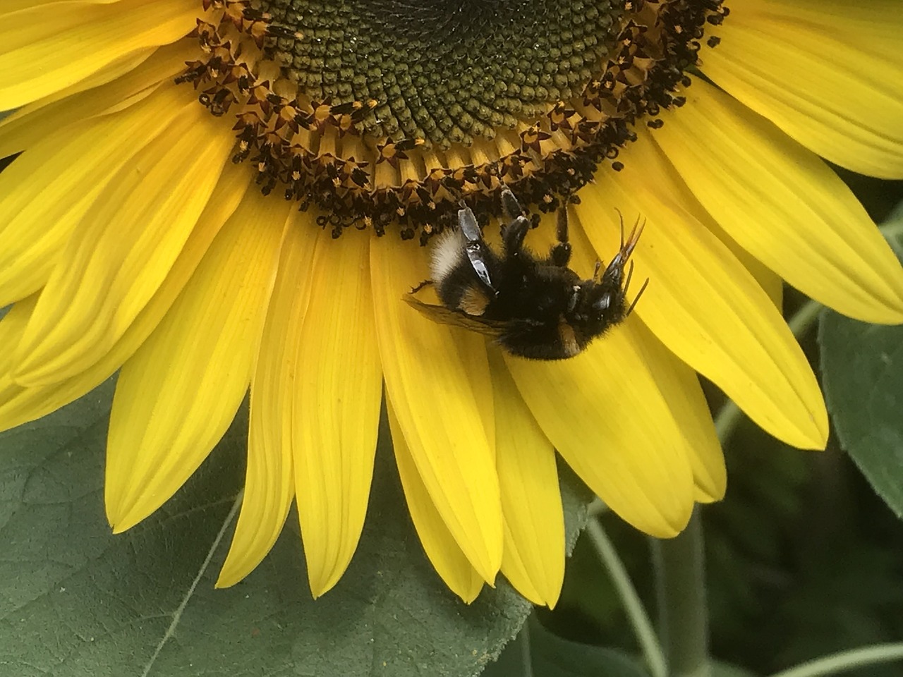 sunflower  bee  nature free photo